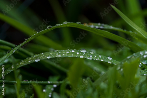 Green Grass with hydrophobic water drops to the surface during Spring Time