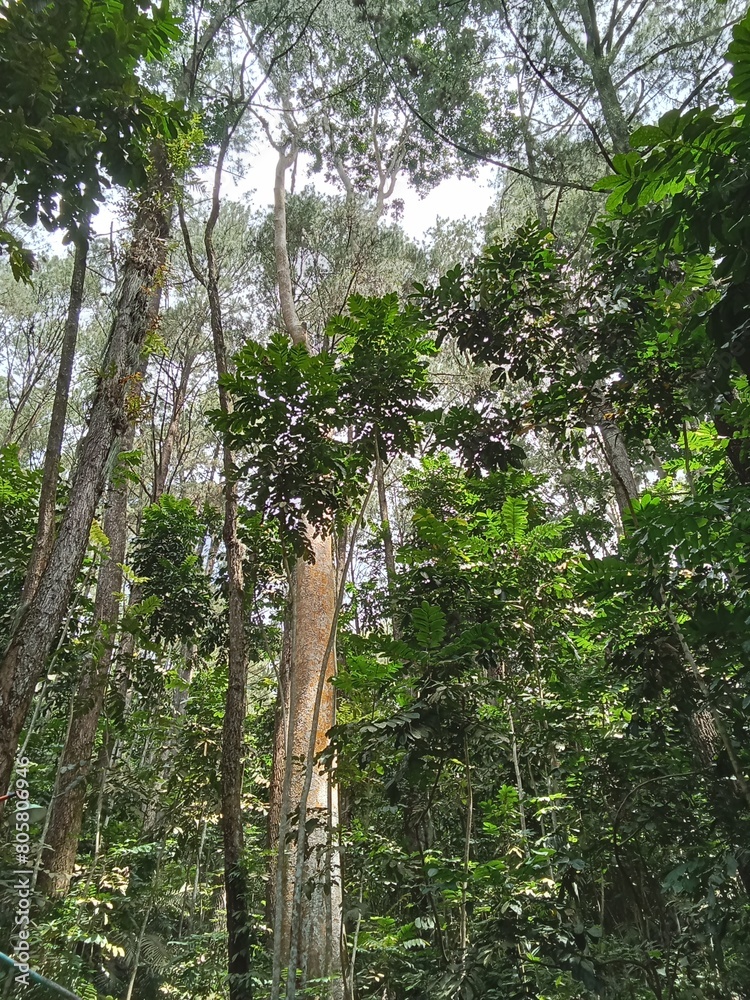 Fototapeta premium trees in the forest
