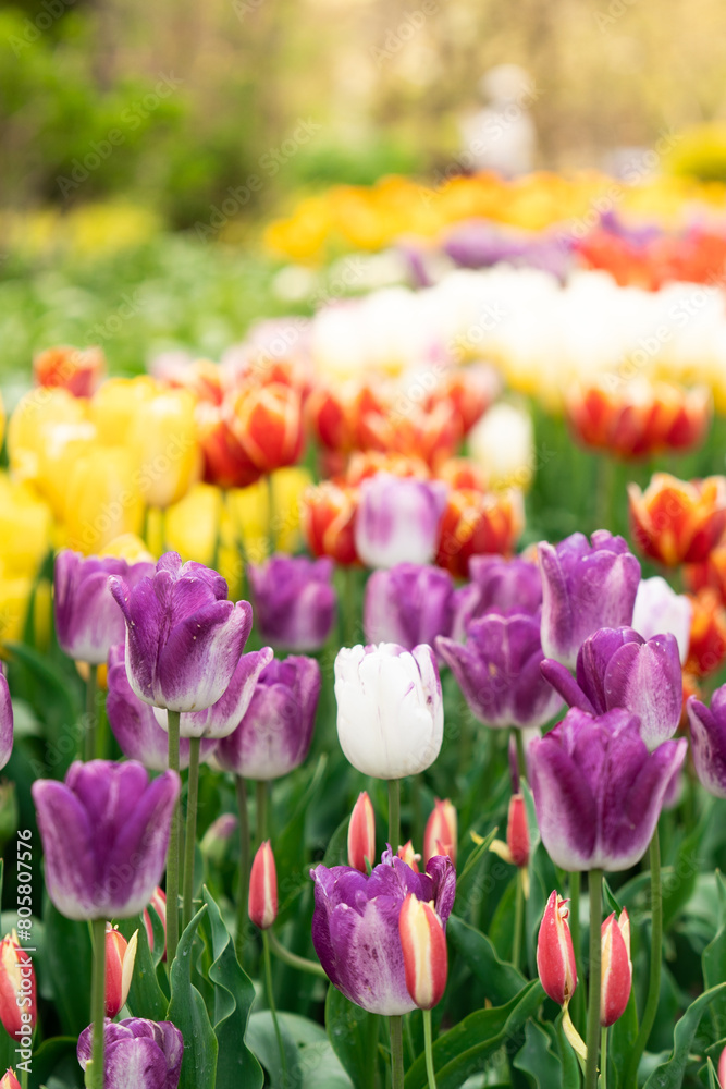 Multicolored tulips featuring predominantly purple, yellow, red and white bloom in a lush spring garden