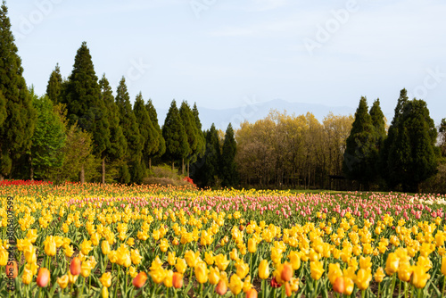 A breathtaking view of a vast tulip field blooming in vibrant yellow and pink set against a backdrop of lush green trees and distant mountain