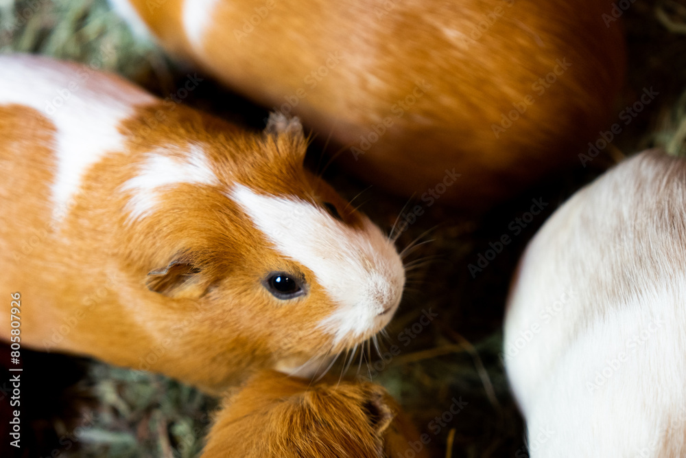 Guinea pig closeup face shot capturing the curious gaze nestled among soft bedding highlighting their charming and gentle nature farm Guinea pig closeup face shot capturing the curious gaze nestled among soft bedding highlighting their charming and gentle nature farm