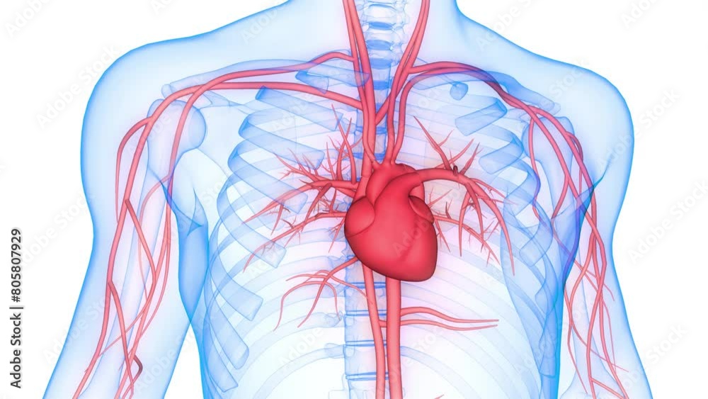 Human Circulatory System Heart Anatomy Animation Concept Stock Video ...