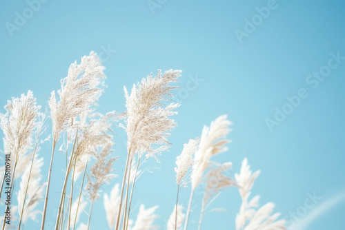 Tall white grasses sway against a clear sky, captured in brilliant sunlight, highlighting their delicate, feathery tops