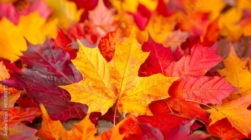   A tight shot of leaves clustered together  lying on a red  orange  yellow  and green leaf bed