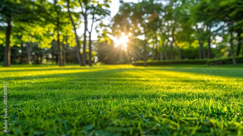  A lush field of green grass dotted with trees Sun rays filter through leaves on the opposite side
