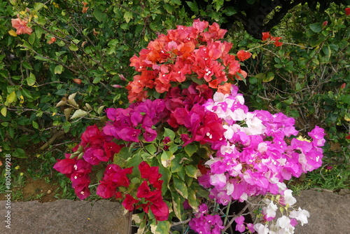 Wallpaper Mural ブーゲンビリア Torontodigital.ca