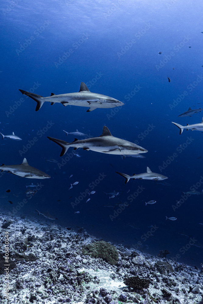 shark and diver in the deep shark and diver in the deep