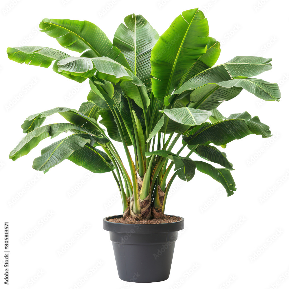 Banana tree isolated on a transparent background Banana tree isolated on a transparent background