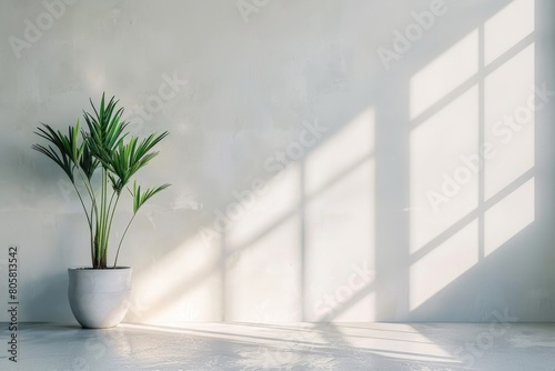 textured white wall with plant and sunlight. copy space wall for mockup or template