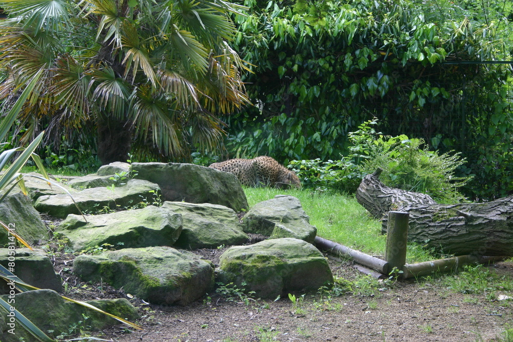 Jaguar surrounded by lush green foliage in the wild Jaguar surrounded by lush green foliage in the wild