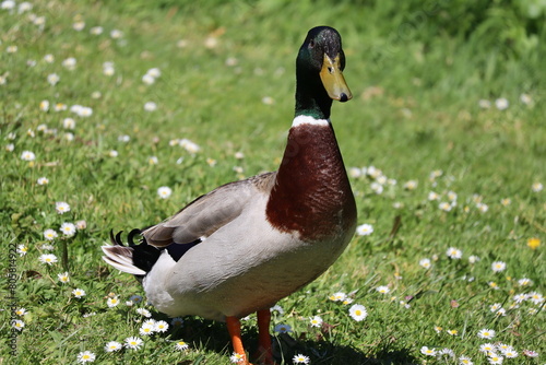 alerted duck