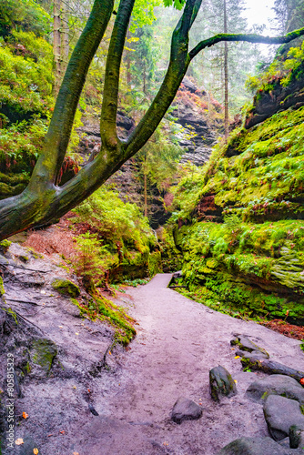 Magical enchanted fairytale forest with fern  moss  lichen  gorge and sandstone rocks at the hiking trail Malerweg  Sweden Holes in the national park Saxon Switzerland  Saxony  Germany