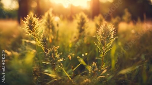 Wild grass in the forest at sunset. Macro image, shallow depth of field. Abstract summer nature background. Vintage filter. ai genrative  photo