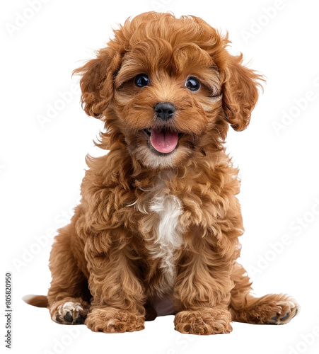 Little dog isolated on a transparent background