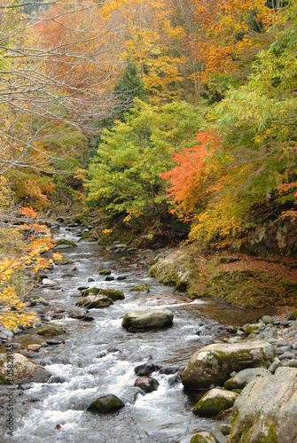 紅葉に染まる渓谷 みなかみ町照葉峡