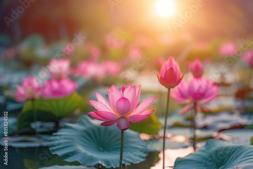 Lotus pond with vibrant pink flowers