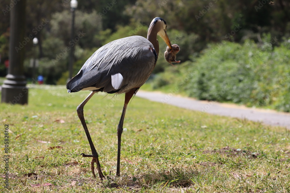 Fototapeta premium heron on the hunt