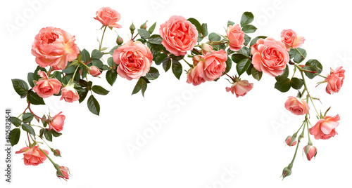 Fototapeta Naklejka Na Ścianę i Meble -  Beautiful arch composed of elegant pink roses and rich green leaves, cut out