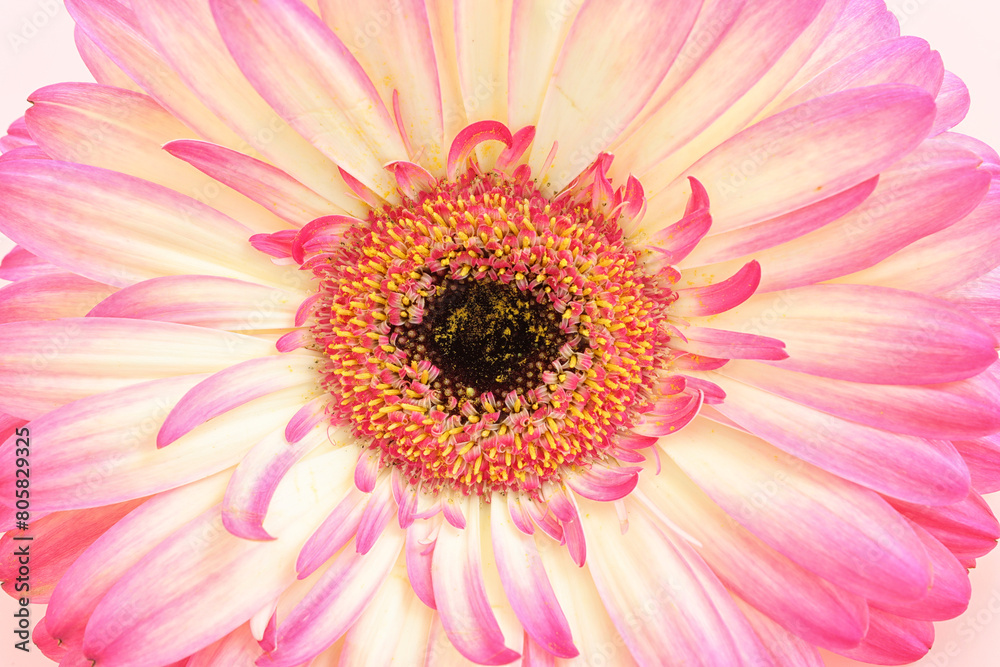 Macro image of pink gerbera daisy flower Macro image of pink gerbera daisy flower