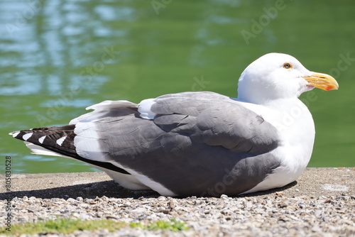 seagull at the park