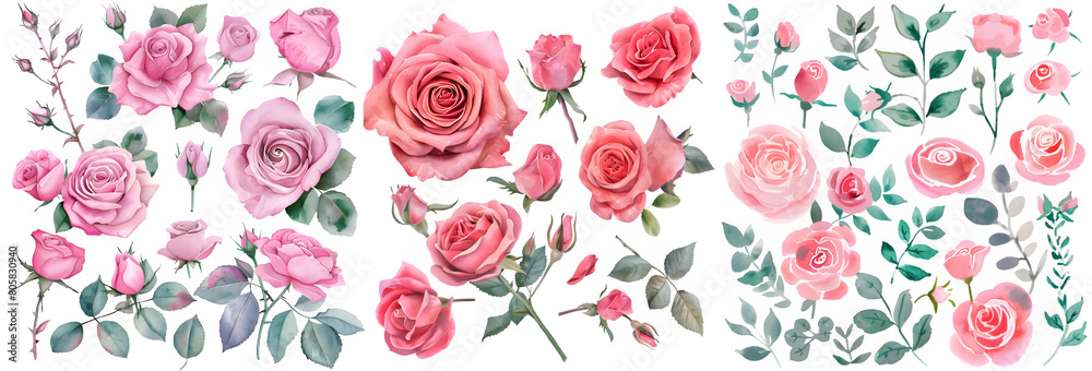 Set of Sweet pink rose flower. Watercolor collection of hand drawn flowers. Botanical plant illustration transparent background. PNG. 