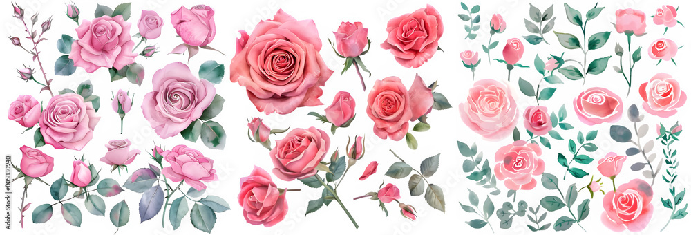Set of Sweet pink rose flower. Watercolor collection of hand drawn flowers. Botanical plant illustration transparent background. PNG. Set of Sweet pink rose flower. Watercolor collection of hand drawn flowers. Botanical plant illustration transparent background. PNG.