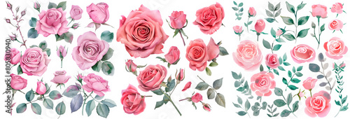 Set of Sweet pink rose flower. Watercolor collection of hand drawn flowers. Botanical plant illustration transparent background. PNG. 