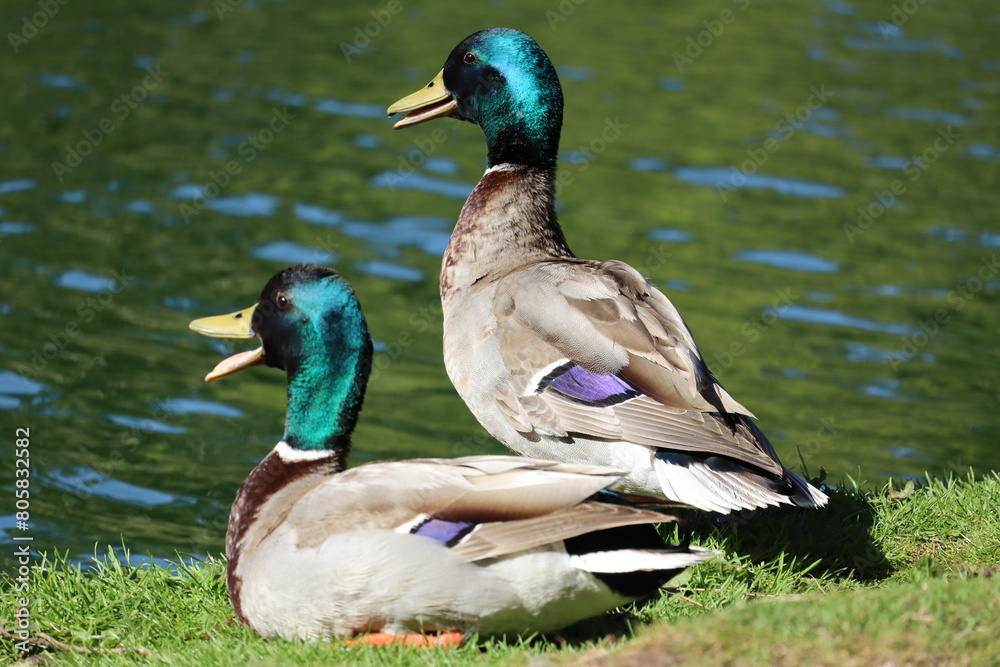 Obraz premium duck couple