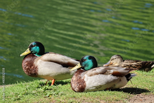 duck couple resting