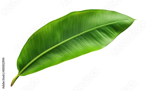 Fresh  lush green banana leaf  cut out