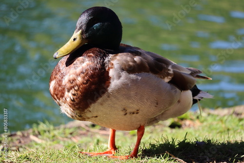 duck on a pond