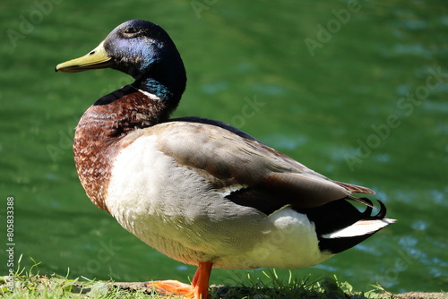 duck on a pond