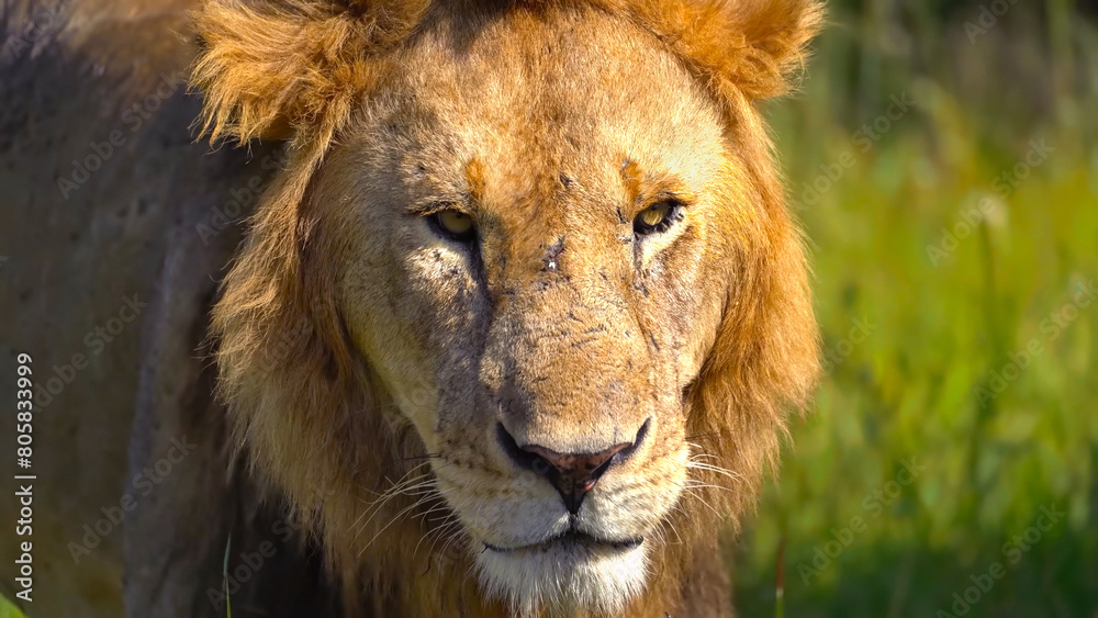 Obraz premium Portrait photo of lion, Amboseli National Park, Kenya, Apr 2024
