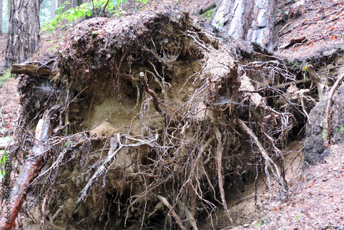 Roots of a fallen tree