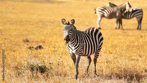 Zebra, Amboseli National Park, Kenya, Jan 2024