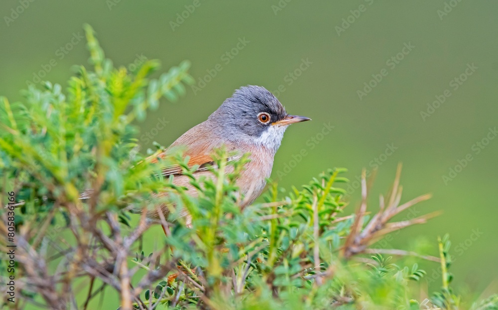 Spectacled Warbler (Sylvia conspicillata) lives as a resident species on the foothills of Karacadağ, located in the triangle of Diyarbakır, Mardin and Şanlıurfa. Spectacled Warbler (Sylvia conspicillata) lives as a resident species on the foothills of Karacadağ, located in the triangle of Diyarbakır, Mardin and Şanlıurfa.
