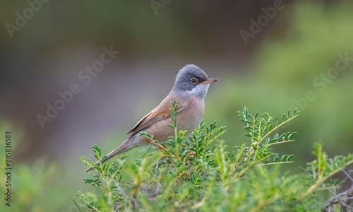 Spectacled Warbler (Sylvia conspicillata) lives as a resident species on the foothills of Karacadağ, located in the triangle of Diyarbakır, Mardin and Şanlıurfa. photo