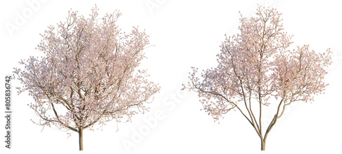 Cherry blossom tree  4k png cutout transparent background