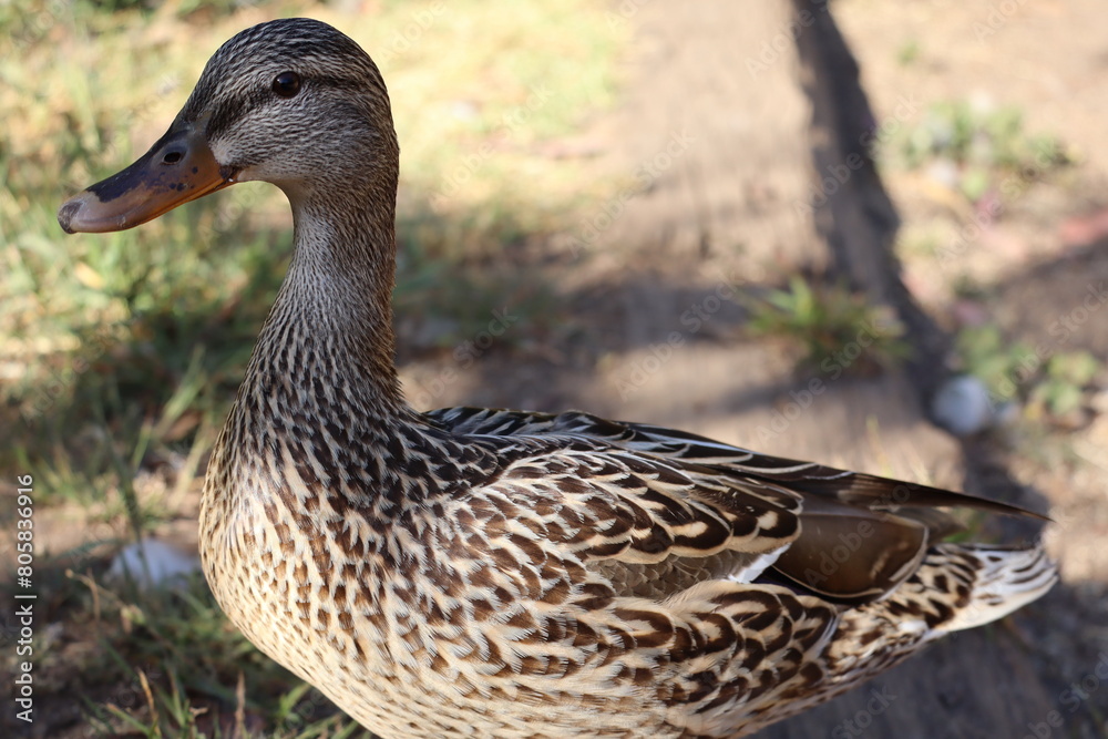 duck duck