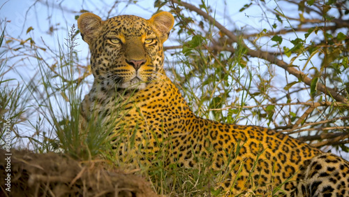 Bottom view of leopard basking on tree branches, Kenya, Africa, Jul 2021