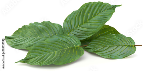 A close-up view of the vibrant green leaves of the kratom plant photo