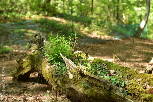 rural scenery in spring