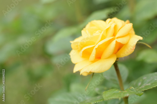Beautiful yellow rose flower grows in park. Picture of blooming head on blurred green background.