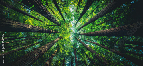 A forest with trees that are tall and green