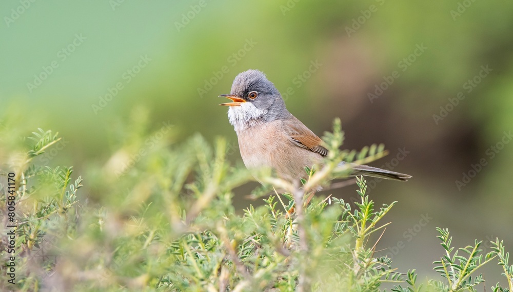 Fototapeta premium Spectacled Warbler (Sylvia conspicillata) lives as a resident species on the foothills of Karacadağ, located in the triangle of Diyarbakır, Mardin and Şanlıurfa.