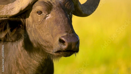 Buffalo, Maasai Mara National Reserve, Kenya, Africa, Jul 2021
