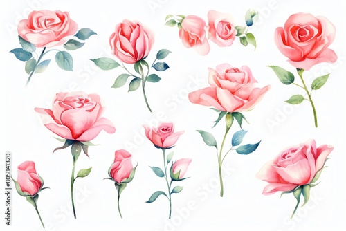 watercolor roses  clipart collection