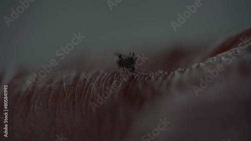 Macro of mosquitoes on human skin. mosquito bite drinks blood on the arm hand bloodsucking photo