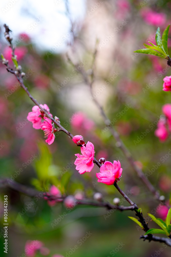 Obraz premium Peach blossom