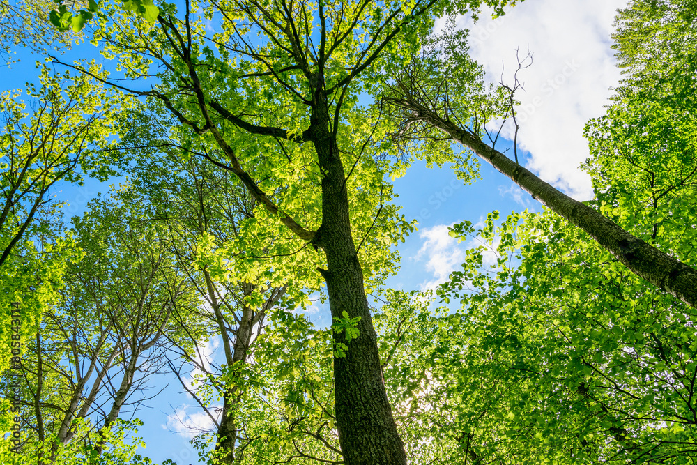 Fototapeta premium Trees in a mixed forest against the sky